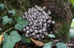 Coprinus disseminatus Coprinus disseminatus