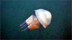 Scatto realizzato con compatta dal molo,la medusa procedeva a filo d'acqua.