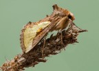 Thysanoplusia orichalcea