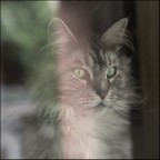 Puch alla finestra Puch alla finestra