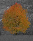 Autunno Autunno