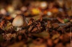 il bosco magico 4