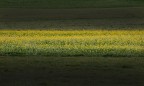 giallo nel verde giallo nel verde