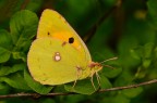 Ultima Colias crocea Ultima Colias crocea