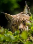 Lynx eyes Lynx eyes