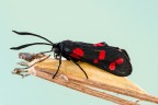 Zygaena Zygaena
