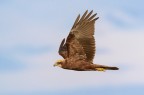 Falco di palude (Circus aeruginosus) Falco di palude (Circus aeruginosus)