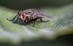Adagiata Adagiata