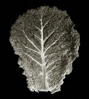 Albero di verza ;) Albero di verza ;)