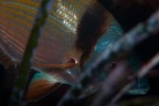 Un sarago fasciato si nasconde dietro un ciuffo di posidonia.
Otranto, Punta Palascia, immersione notturna.

Critiche e commenti welcome

Canon 70D + 100mm macro Canon