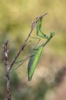Mantide religiosa Mantide religiosa