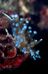 I nudibranchi sono i gioielli del mare; questo in particolare  uno dei miei preferiti, lungo circa 2cm. 
La colorazione appariscente  un segnale di avvertimento ai potenziali predatori.

Critiche e commenti welcome

Canon 70D + 100mm Canon F2.8
