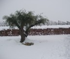ulivo innevato ulivo innevato