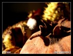 autumn autumn