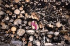 Nel legno