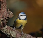 Cinciarella Cinciarella