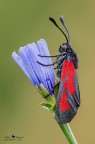 Zygaena purpuralis Zygaena purpuralis