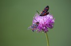 zygaena zygaena