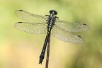 Gomphus vulgatissimus Gomphus vulgatissimus