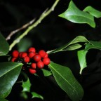 sottobosco sottobosco