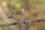 Passera scopaiola (Prunella modularis) Passera scopaiola (Prunella modularis)