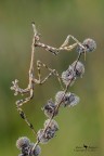 Empusa pennata Empusa pennata