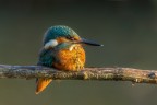 sony a77; minolta 400mm; f7.1;iso 320; 1/200sec;treppiede
questa martina per la seconda volta in vitia mia si  riposata al sole e si  fatta cullare dai primi raggi di sole, poi ha iniziato a pescare :)