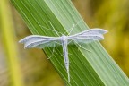 La Pterophorus pentadactyla  una falena dal colore bianco candido, e presenta ali lunghe e profondamente frangiate.
Vola di notte, e di giorno rimane appollaiata sui lunghi fili d'erba
Critiche e commenti sono graditi
[url=http://postimg.org/image/k72vxdh6h/full/]H.R.[/url]