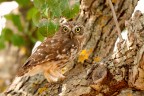 Civetta (Athene noctua) Civetta (Athene noctua)