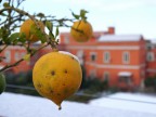 Limone congelato Limone congelato