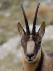 Un bel maschio di Camoscio che dopo diversi combattimenti con i suoi conspecifici ha perso un occhio ed ha le corna particolarmente logorate. Quello che conta  che sia ancora in forze e pronto per riprodursi ancora.
Localit Monte Irto - PNALM

Olympus OMD con 40-150 2,8 + 1,4x - 640 iso