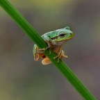 La Raganella Verde La Raganella Verde