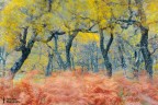 Balletto Autunnale Balletto Autunnale