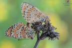 Melitaea Connection.... Melitaea Connection....