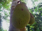 Jack fruit Jack fruit