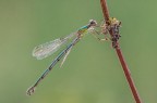 Foto serale di una femmina di Chalcolestes viridis.
Iso alti e qualche riflesso di troppo probabilmente pesano, ma trovo che sia comunque un soggetto dai colori affascinanti....

Critiche e commenti sono graditi
[url=http://postimg.org/image/8aysx2zv5/full/]H.R.[/url]