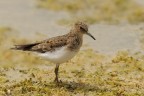 Gambecchio nano (Calidris temminckii) Gambecchio nano (Calidris temminckii)
