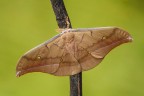 Antheraea pernyi Antheraea pernyi