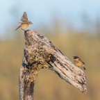 Le avances del saltimpalo Le avances del saltimpalo