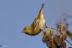 carduelis spinus carduelis spinus