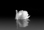 L'eleganza del cigno
