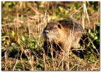 Nutria Nutria
