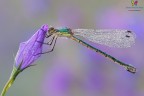 Una novit per me.....
Un esemplare di Lestes dryas (Kirby, 1890) ripreso con soddisfazione quest'anno :)