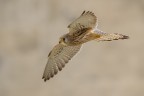 Falco Naumanni Falco Naumanni