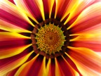 Gazania Gazania