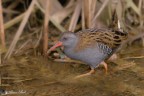 Rallus aquaticus - porciglione Rallus aquaticus - porciglione