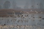 (*) Pascoli, Nella Nebbia,
...vocio di gridi piccoli e selvaggi
uccelli spersi per quel mondo vano
E in alto, in cielo, scheletri di faggi...

IMG_3977, 12/12/2015 ore 15:45, scattato nel Padule di Fucecchio a 43 38' 45.36'' N, 10 48' 40.08'' E