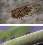 La cicala e le formiche La cicala e le formiche