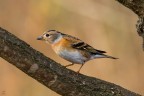 ..Fringilla montifringilla Linnaeus..