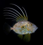 Pesce San Pietro fotografato in immersione notturna; commenti e critiche welcome.


Canon 70D + Zoom Canon 17-40mm F/4-23 
Custodia Leo III Easydive + Flash Ikelite 

ET 1/200 sec F f/13 ISO 100